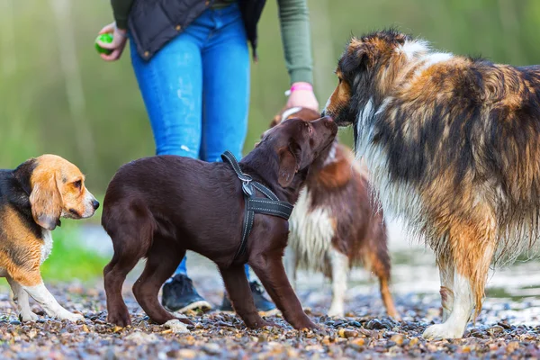 Frau mit vier Hunden an einem Fluss — Stockfoto