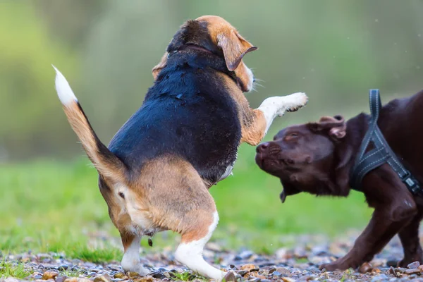 Beagle bawi się szczeniak Labrador — Zdjęcie stockowe