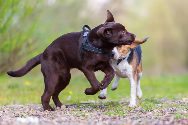 ビーグル犬のラブラドール子犬と遊ぶ — ストック写真