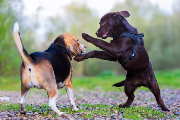 Beagle juega con un cachorro Labrador —  Fotos de Stock