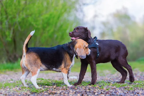 Beagle spielt mit einem Labrador-Welpen — Stockfoto