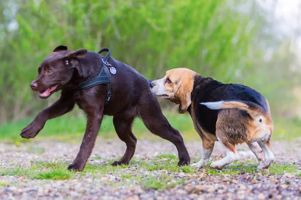 Beagle spielt mit einem Labrador-Welpen — Stockfoto