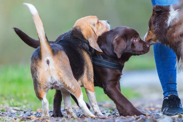 Treffen von drei Hunden im Freien — Stockfoto
