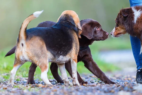 Treffen von drei Hunden im Freien — Stockfoto