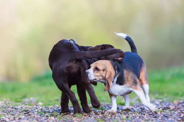 Beagle juega con un cachorro Labrador — Foto de Stock
