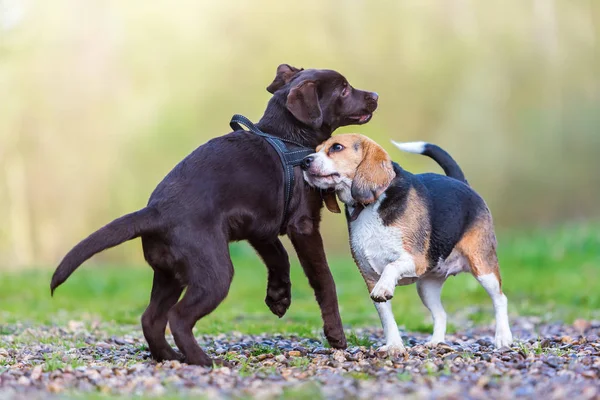 Beagle speelt met een Labrador pup — Stockfoto
