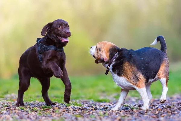 Beagle παίζει με ένα κουτάβι Λαμπραντόρ — Φωτογραφία Αρχείου