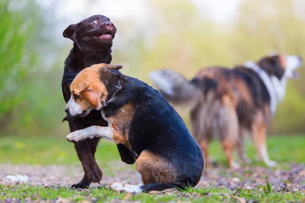 Beagle juega con un cachorro Labrador — Foto de Stock