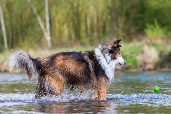 Collie-Mix hund kör för en boll i en flod — Stockfoto