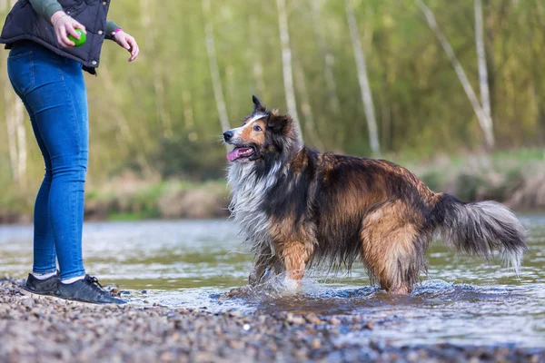 Молодая женщина с собакой Collie-Mix у реки — стоковое фото