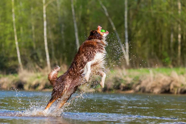 Australian Shepherd saltando por una pelota — Foto de Stock