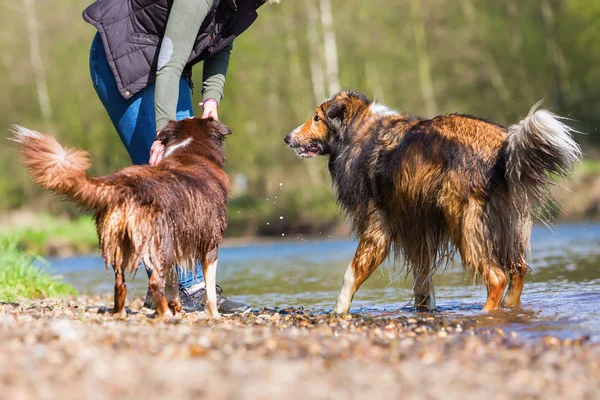 Junge Frau mit zwei Hunden an einem Fluss — Stockfoto