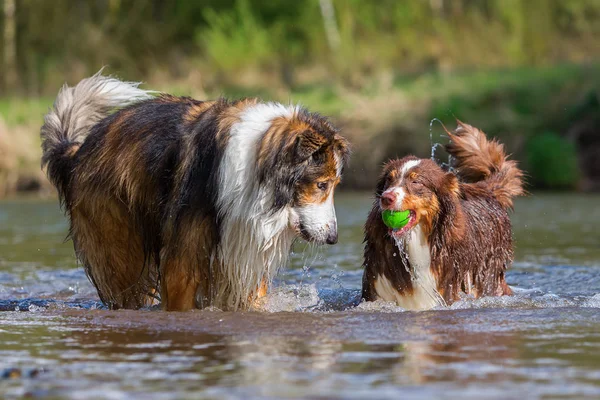 Zwei Hunde spielen am Fluss — Stockfoto