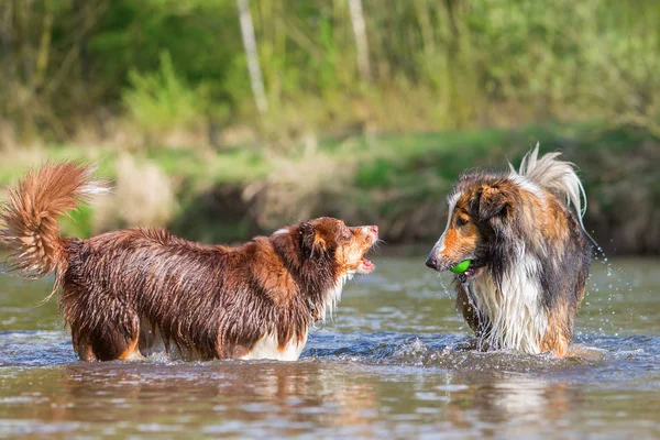Dos perros jugando en el río —  Fotos de Stock