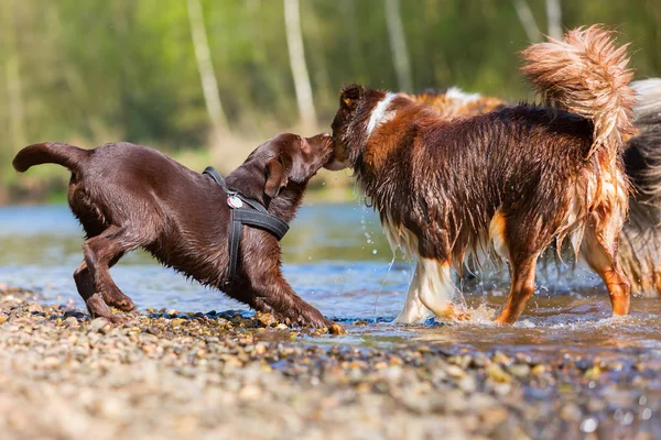 Dos perros jugando en el río —  Fotos de Stock