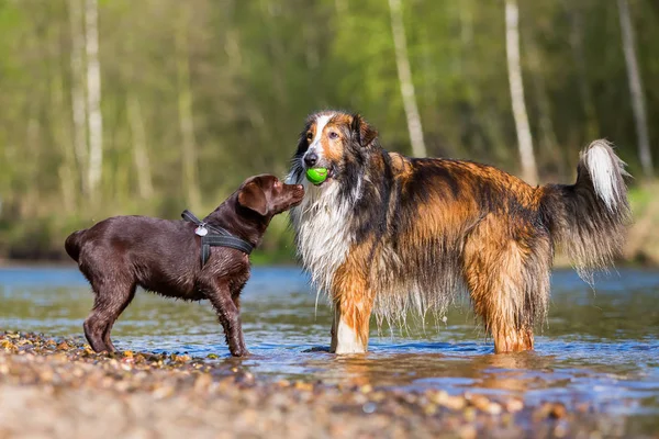 Zwei Hunde spielen am Fluss — Stockfoto