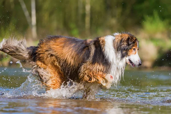 Колли-Микс бегает по реке — стоковое фото