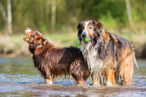 Two dogs playing at the river — Stock Photo, Image