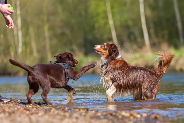 Ung kvinna leker med hundar vid floden — Stockfoto