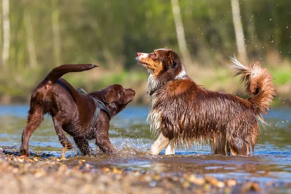 Dos perros jugando en el río —  Fotos de Stock