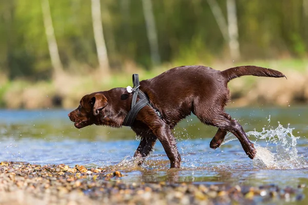 Лабрадор щенок в реке — стоковое фото