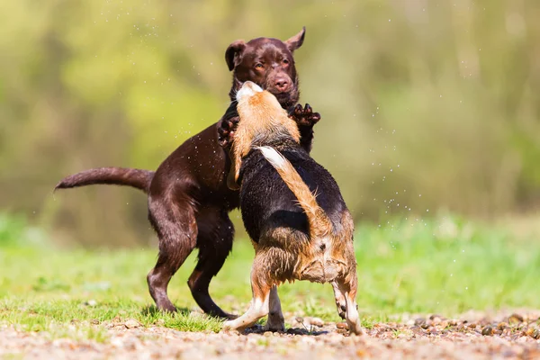 Dos perros lindos peleando al aire libre —  Fotos de Stock