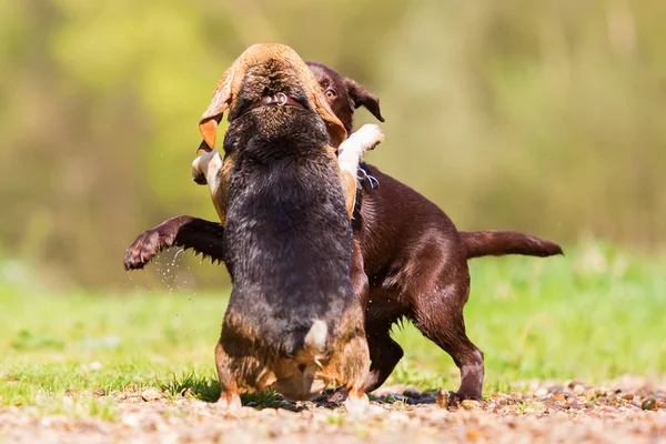 Dos perros lindos peleando al aire libre — Foto de Stock