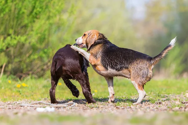 2 匹のかわいい犬は屋外乱闘 — ストック写真