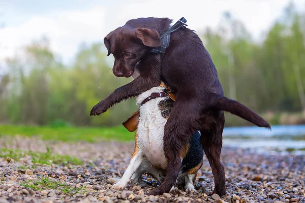 Dva roztomilé psi nakrknutí venku — Stock fotografie