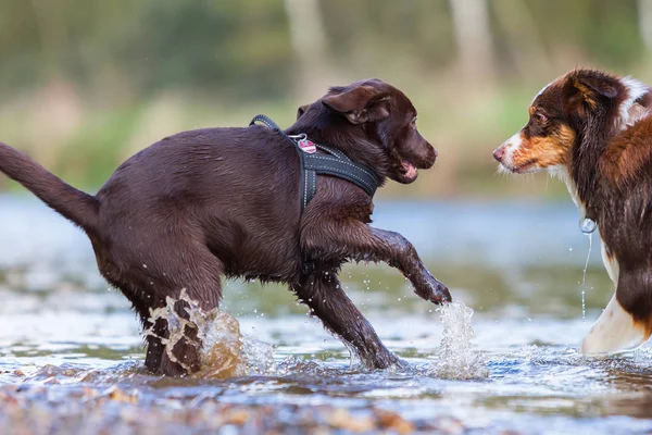 Labrador puppy and Australian Shepherd in the river — Stock Photo, Image