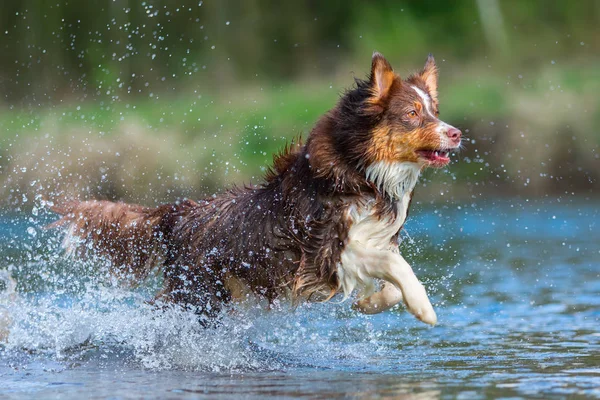 Perro pastor australiano corriendo en el agua —  Fotos de Stock