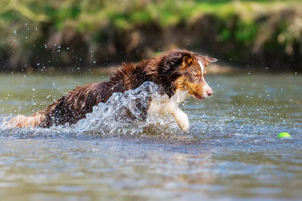 Australisk herdehund som springer i vattnet — Stockfoto