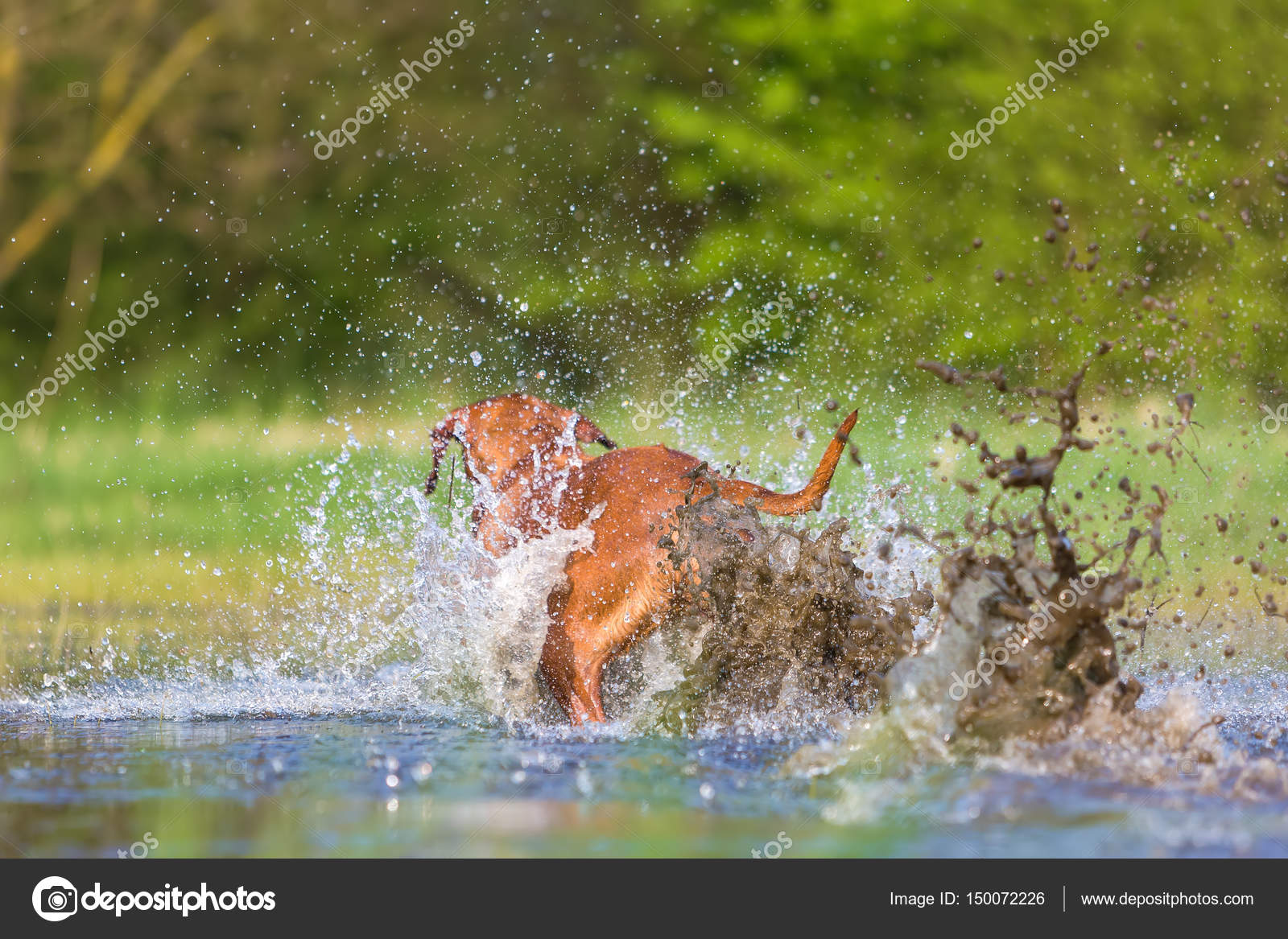 Backside of a Rhodesian Ridgeback in water Stock Photo by ©Madrabothair 150072226