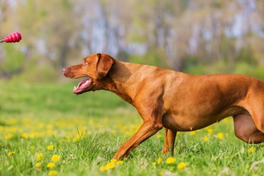 Rodezya ridgeback uçan oyuncak için çalışan