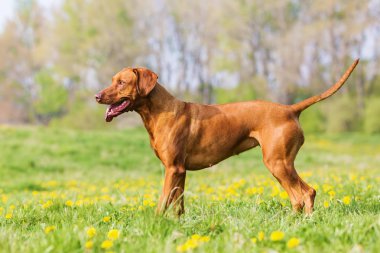 Rodezya ridgeback çayırda portresi