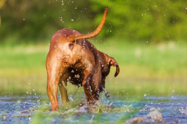 Rodezya Ridgeback su ters