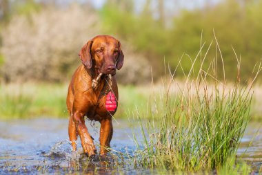 Rodezya Ridgeback bir oyuncakla oynamak