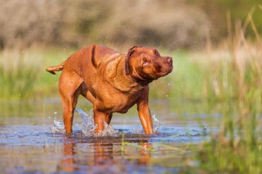 Rodezya ıslak kürk sallayarak ridgeback
