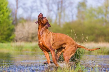 Rodezya ridgeback suya atlama