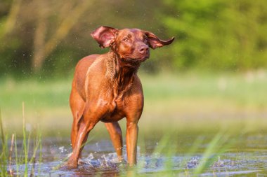 Rodezya ıslak kürk sallayarak ridgeback