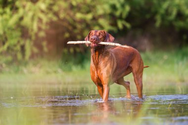 Rodezya ridgeback suda yürüme