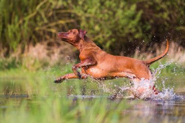 Rodezya ridgeback su ile çalışan