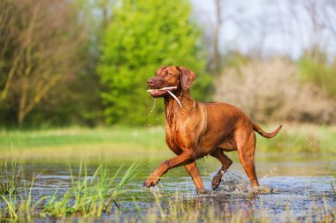 Rodezya ridgeback suda yürüme