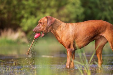 Rodezya Ridgeback bir oyuncakla oynamak