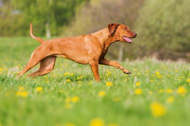Rodezya ridgeback çayır üzerinde çalışan