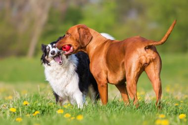 Kenar kömür ocağı ve Rodezya Ridgeback bir oyuncak için mücadele