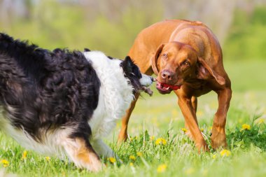 Rodezya ridgeback ve kenar kömür ocağı açık havada
