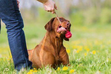 kadın Rodezya ridgeback açık havada ile çalış