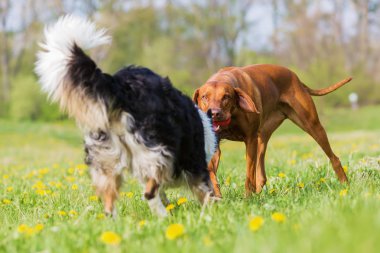 Rodezya ridgeback ve kenar kömür ocağı açık havada