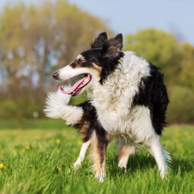 bir kenar kömür ocağı açık havada portresi